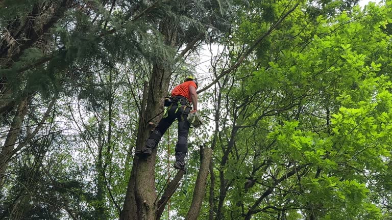 How Our Tree Care Process Works  in  Del Rio, TX