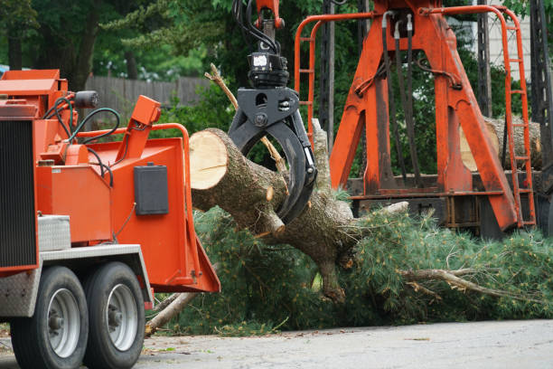 Trusted Del Rio, TX Tree Services Experts